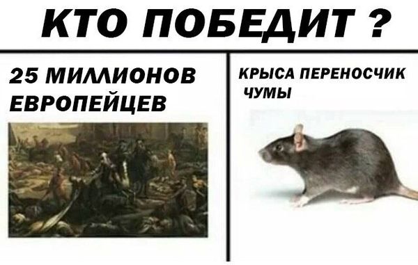 Дератизация от грызунов от крыс и мышей в Челябинске