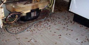 Поморить тараканов в квартире в Челябинске, цены
