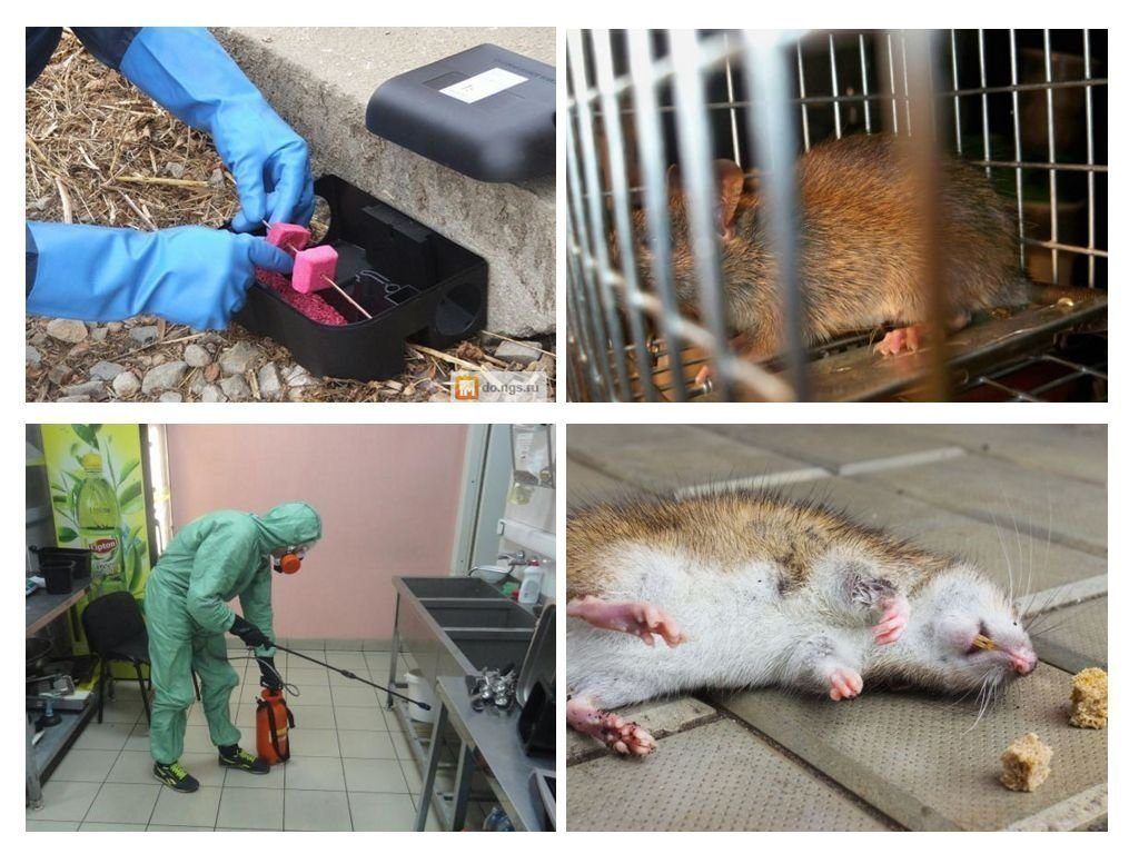 Обработка от грызунов крыс и мышей в Челябинске