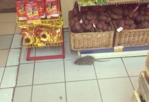 Дезинфекция от грызунов, крыс и мышей в Челябинске