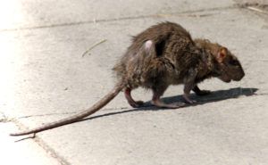 Фирма по уничтожению грызунов, крыс и мышей в Челябинске