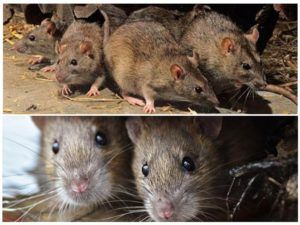Травить грызунов крыс и мышей в Челябинске