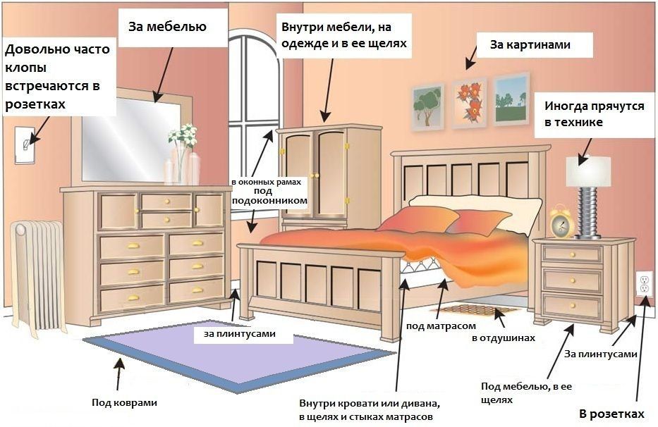 Обработка от клопов квартиры в Челябинске