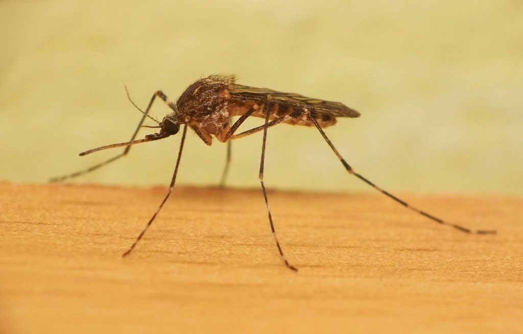 Уничтожение комаров в Челябинске