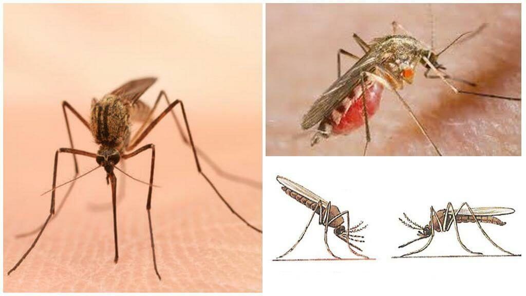 Уничтожение комаров в Челябинске