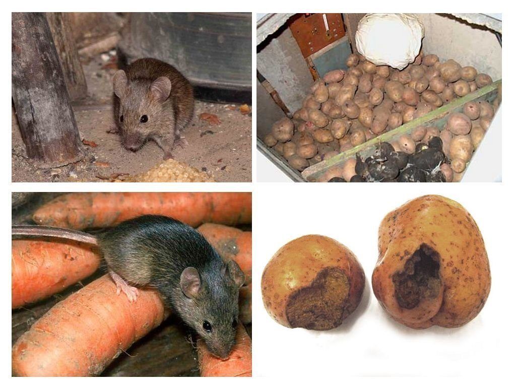 Обработка от грызунов крыс и мышей в Челябинске