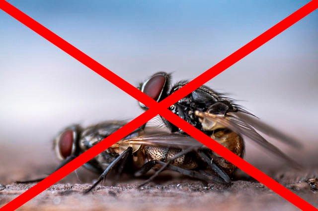 Профессиональное уничтожение мух в Челябинске с гарантией