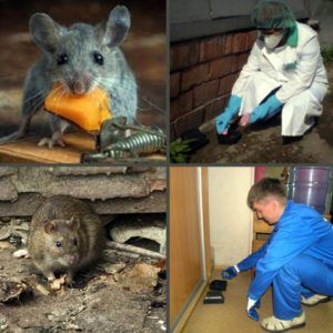 Уничтожение крыс в Челябинске, цены, стоимость, методы