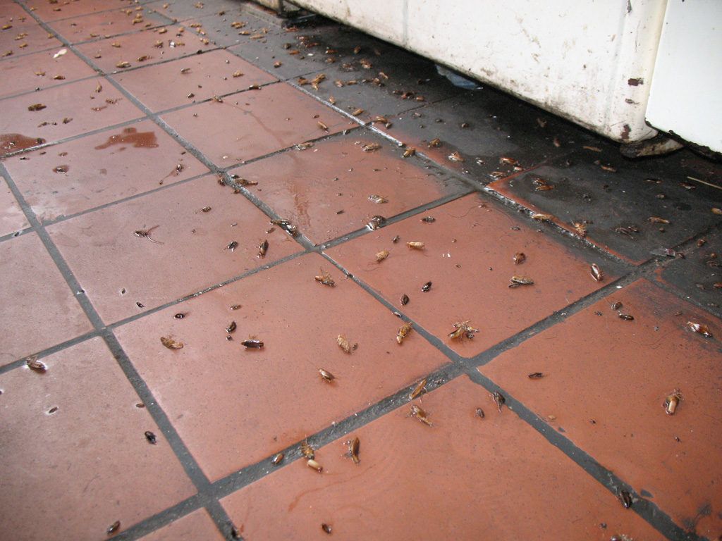 Уничтожение тараканов в квартире в Челябинске 