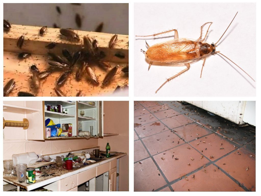 Морить тараканов в квартире в Челябинске, цены