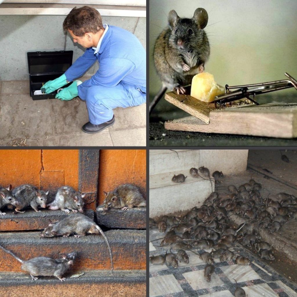 Дезинфекция от блох в квартире в Челябинске