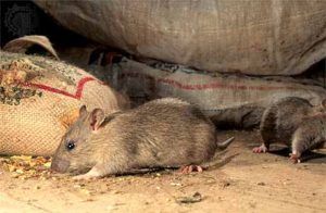 Дератизация от грызунов от крыс и мышей в Челябинске
