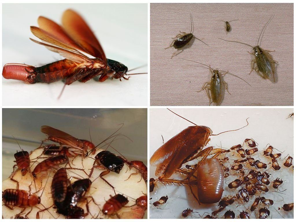 Уничтожение тараканов в квартире в Челябинске 