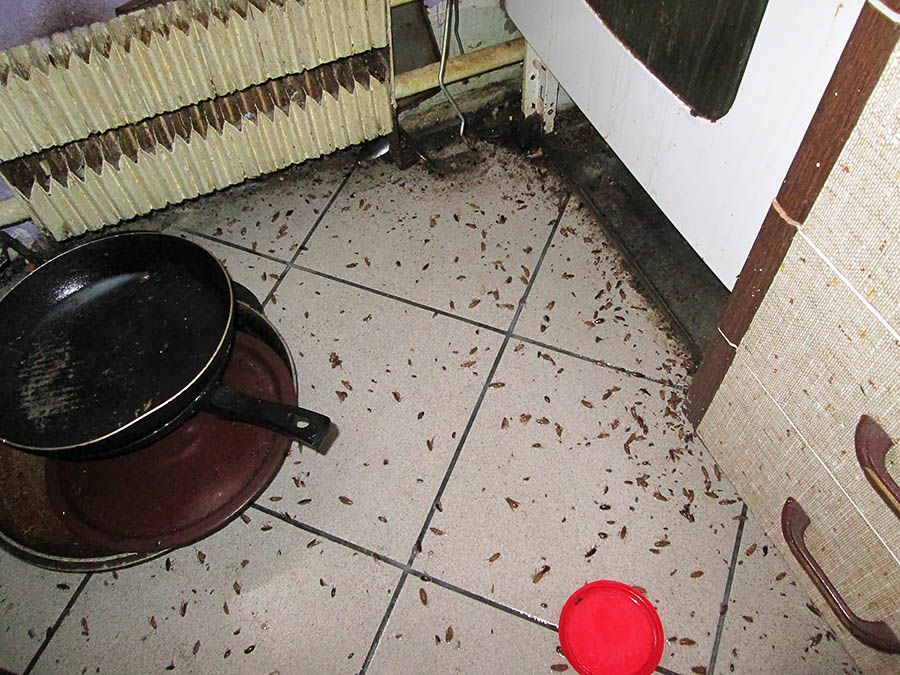 Санэпидемстанция от тараканов в Челябинске, вызвать, цены